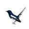 Oriental magpie robin or Copsychus saularis, black bird.