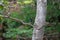 Oriental magpie-robin Copsychus saularis perching on the tree branch