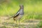 Oriental Magpie-robin female Copsychus saularis perching