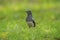 Oriental Magpie-robin female Copsychus saularis perching