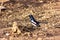 Oriental magpie-robin foraging in leaf litter for insects, Gir National Park, Gujarat, India