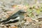 Oriental magpie robin is on the ground,