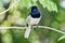 Oriental magpie robin hanging down its tail on a thin branch