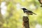 oriental magpie robin Indian bird