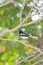 Oriental Magpie Robin (Male) bird