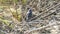 Oriental magpie robin in nature.