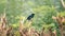 Oriental magpie-robin perched in cropped tree branches, side view.