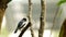 Oriental Magpie Robin resting on the twig