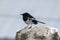 Oriental magpie robin on the roof of the house