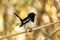 Oriental magpie-robin, small bird in India