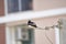 Oriental magpie robin on the wire
