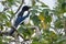 Oriental Magpie on a tree branch