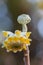 Oriental paperbush, Edgeworthia chrysantha Grandiflora, golden flower and bud