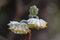 Oriental paperbush, Edgeworthia chrysantha Grandiflora, golden inflorescence