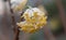 Oriental paperbush Edgeworthia chrysantha Nakai Grandiflora, drooping golden inflorescence