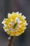 Oriental paperbush Edgeworthia chrysantha Nakai Grandiflora, yellow flowers