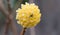 Oriental paperbush Edgeworthia chrysantha Nakai Grandiflora, yellow inflorescence