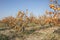 The Oriental persimmon Diospyros kaki fruits in late fall. Diospyros kaki, of the Persimon variety, ripe on a tree branch in a