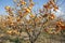 The Oriental persimmon Diospyros kaki fruits in late fall. Diospyros kaki, of the Persimon variety, ripe on a tree branch in a