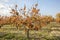 The Oriental persimmon Diospyros kaki fruits in late fall. Diospyros kaki, of the Persimon variety, ripe on a tree branch in a