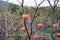 Oriental persimmon tree