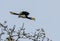 Oriental Pied Hornbill