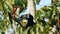 Oriental pied Hornbill