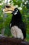 Oriental pied hornbill