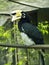 The Oriental Pied Hornbill