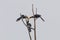 Oriental pied hornbill