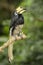 Oriental Pied-hornbill - Anthracoceros albirostris