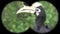 Oriental pied hornbill anthracoceros albirostris seen through binoculars. Seen through binoculars. Bird watching at