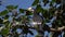Oriental Pied Hornbill Bird Sitting on Tree Brunch Anthracoceros Albirostris