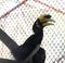 Oriental pied hornbill in cage