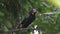 Oriental Pied Hornbill female birds in Thailand and Southeast Asia.