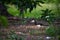Oriental pied hornbill ,Thailand