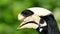 Oriental pied hornbill in tropical rain forest