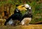 Oriental pied hornbills