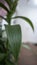 Oriental Pink Lily leaf on white background