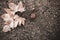 Oriental plane leaves and fruit lay on ground