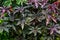 an oriental plant with red, purple, and green leaves