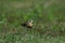 Oriental Plover Charadrius veredus