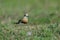 Oriental Plover Charadrius veredus