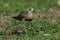 Oriental Plover Charadrius veredus