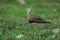 Oriental Plover Charadrius veredus