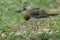 Oriental Plover Charadrius veredus