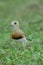 Oriental Plover Charadrius veredus