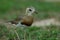 Oriental Plover Charadrius veredus