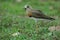 Oriental Plover Charadrius veredus