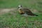 Oriental Plover Charadrius veredus